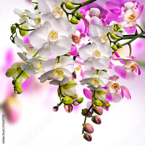 Wellness: Orchideen