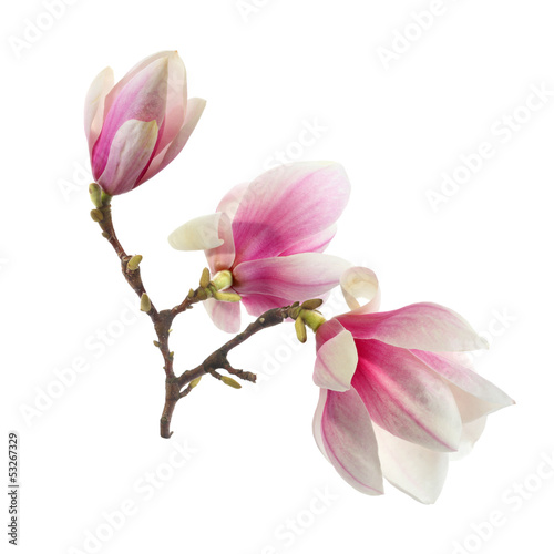 magnolia flowers © magdal3na