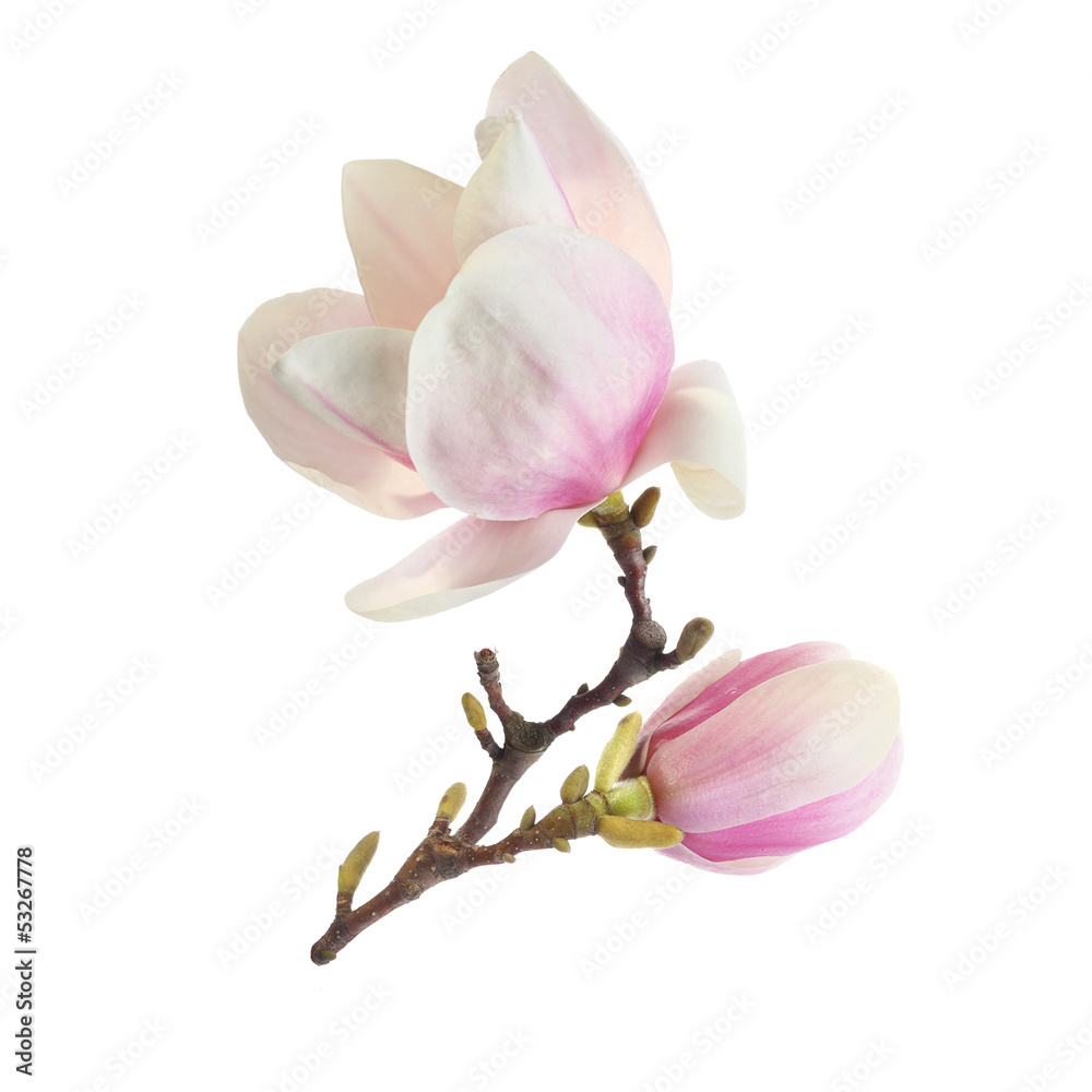 Naklejka premium white magnolia