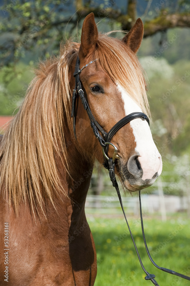 Obraz premium Kaltblutmix