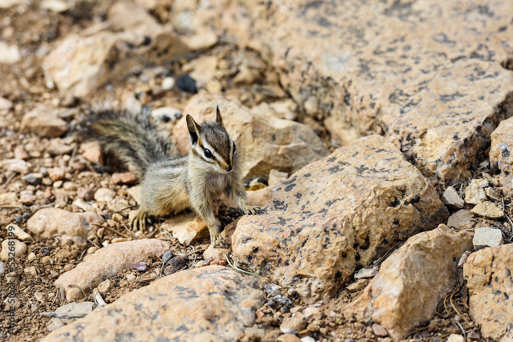 cliff chipmunk, az cliff chipmunk, az