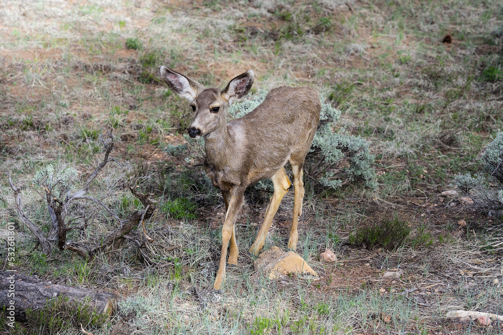 mule deer, az mule deer, az