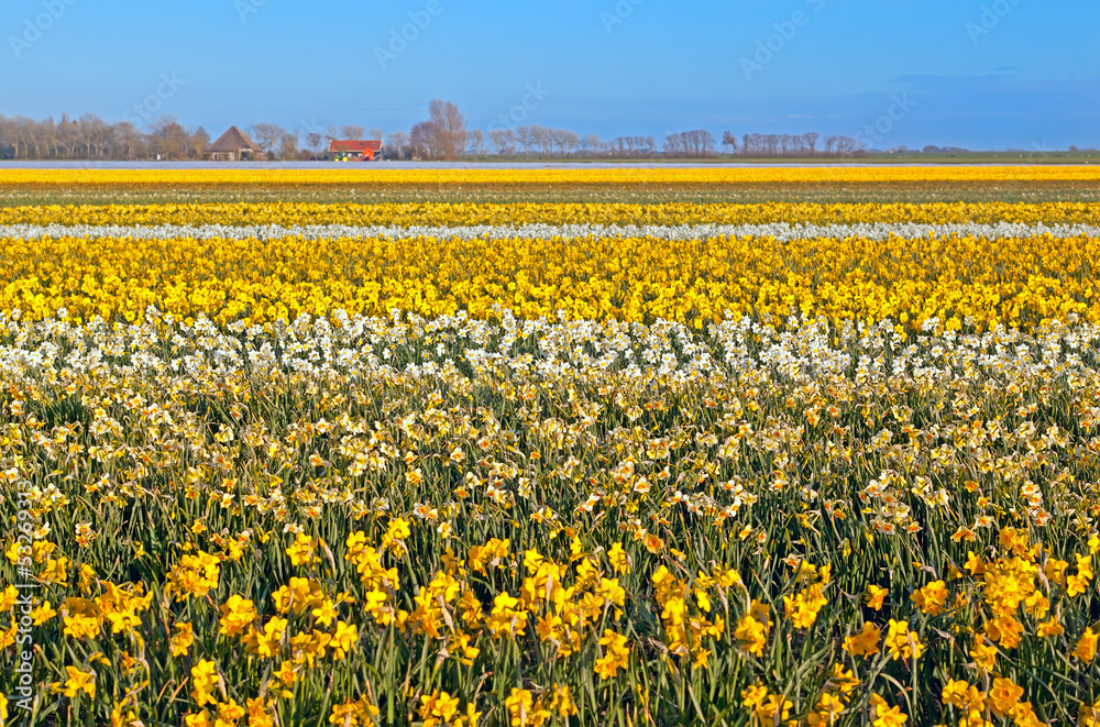many yellow and white narcissus on Dutch fields many yellow and white narcissus on Dutch fields