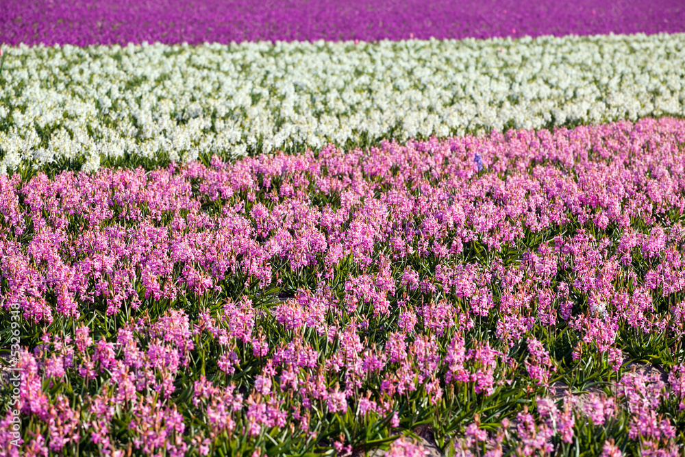 background of many hyacinthus on dutch spring fields