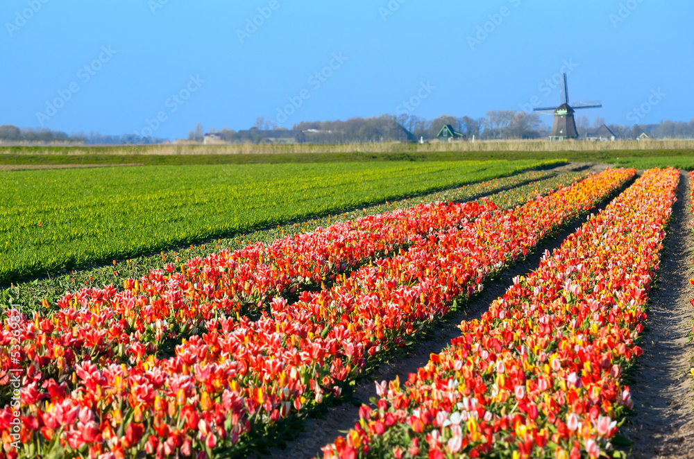 colorful tulips on field by Dutch windmill