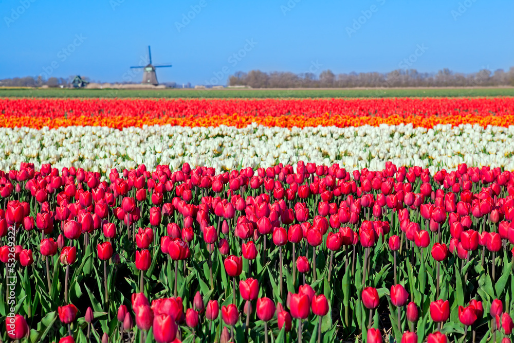 colorful tulip fields and Dutch windmill