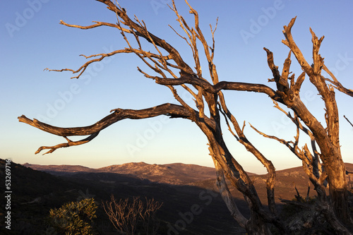 Dry tree above Mt Kosciuszko © Henryk Sadura