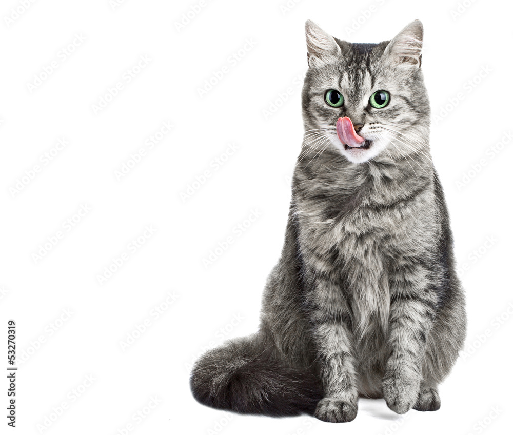 Grey cat isolated in white licking her face
