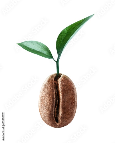Coffee bean with a sprig