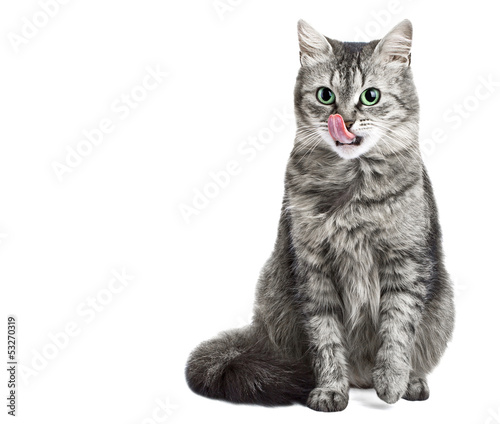 Grey cat isolated in white licking her face