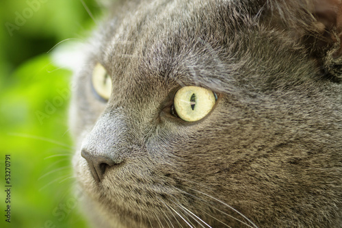 close up portrait of young british cat
