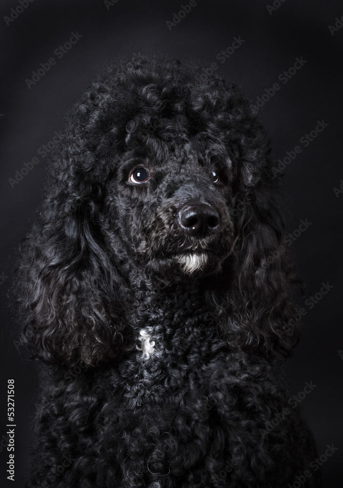 Black Poodle Black Poodle