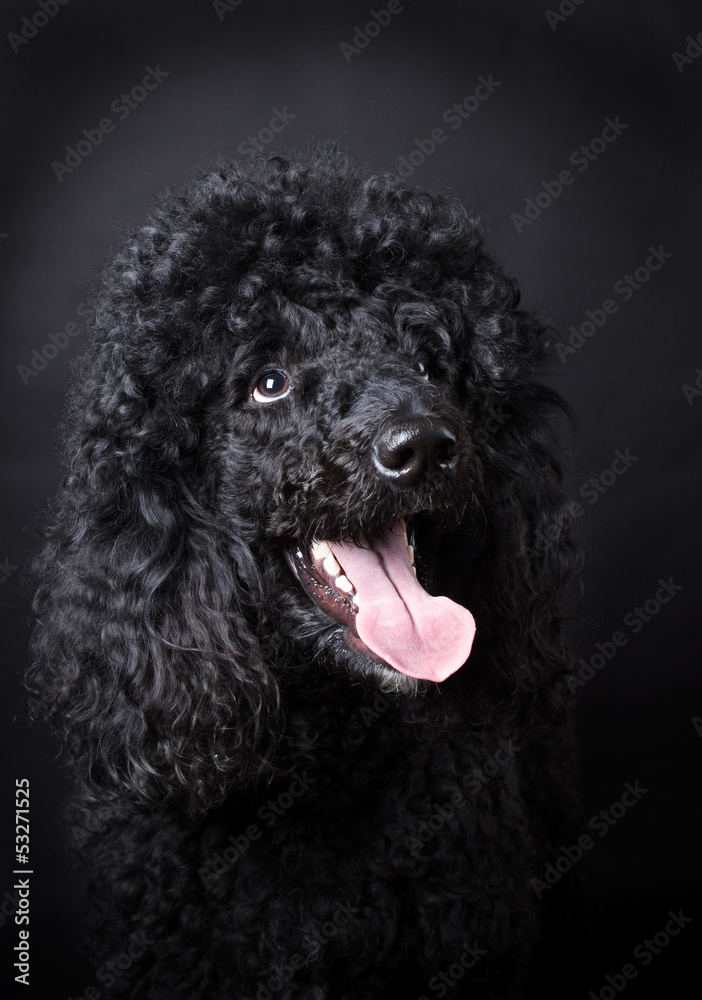 Black Poodle Black Poodle