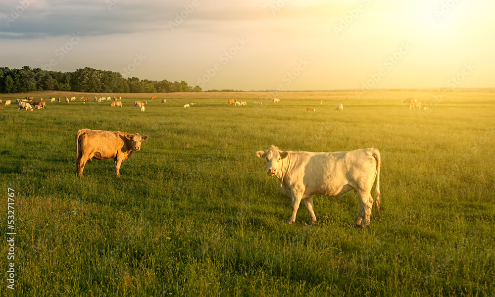 Fototapeta premium Cows
