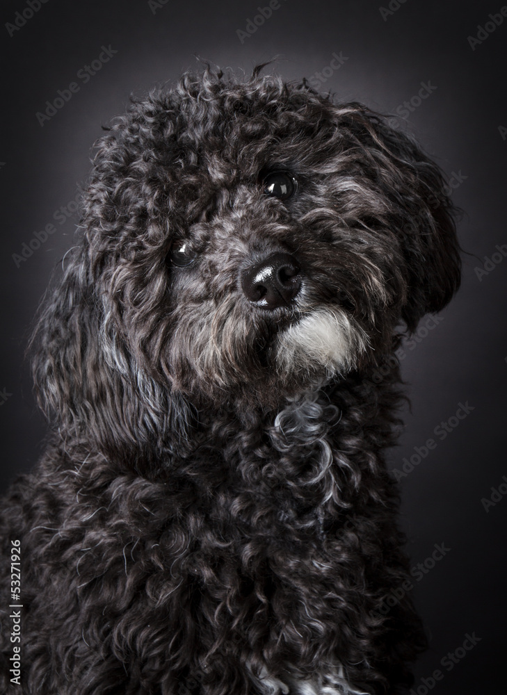 Labradoodle photographed in the studio Labradoodle photographed in the studio