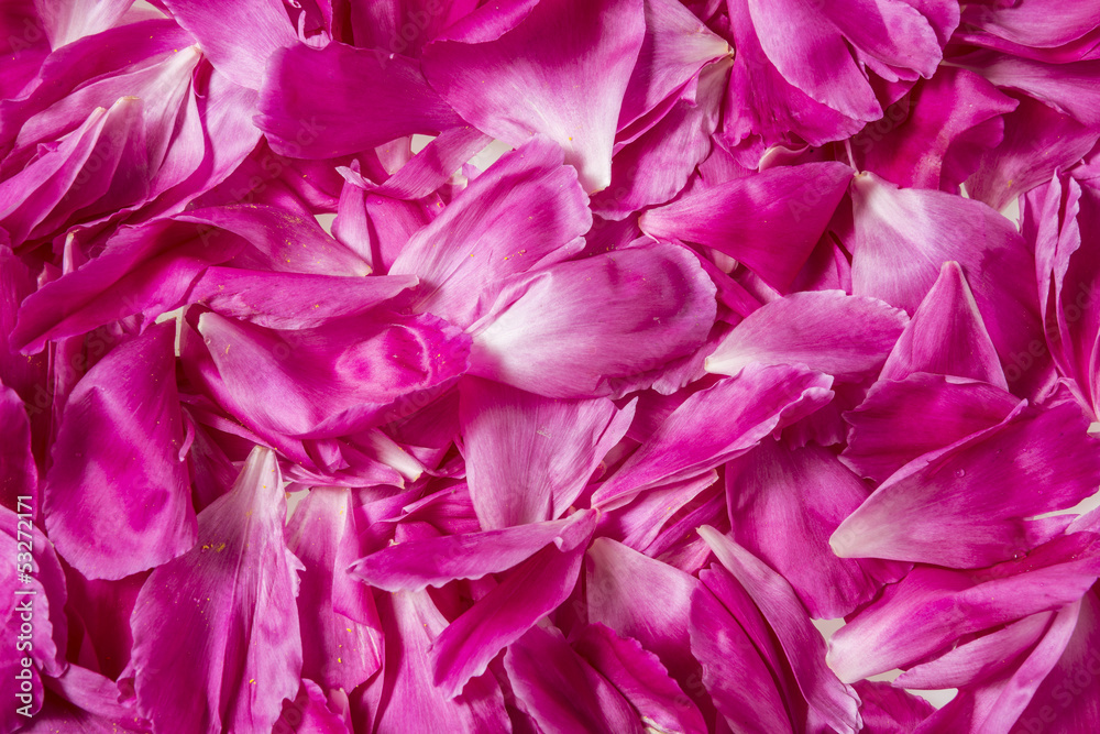background from peony petals background from peony petals