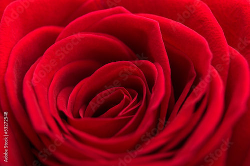 Red rose close up