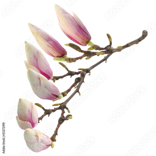 flowers of magnolia on white