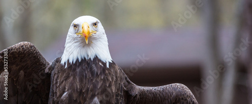Obraz na plátně Majestic Bald Eagle