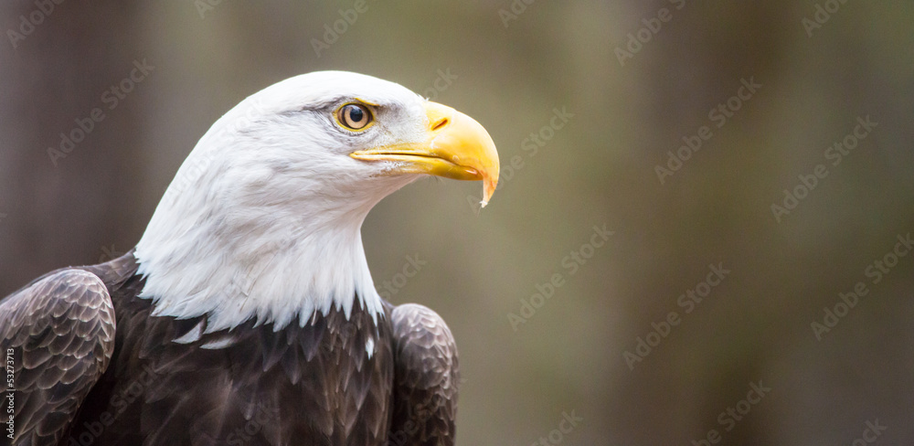 Fototapeta premium Majestic Bald Eagle