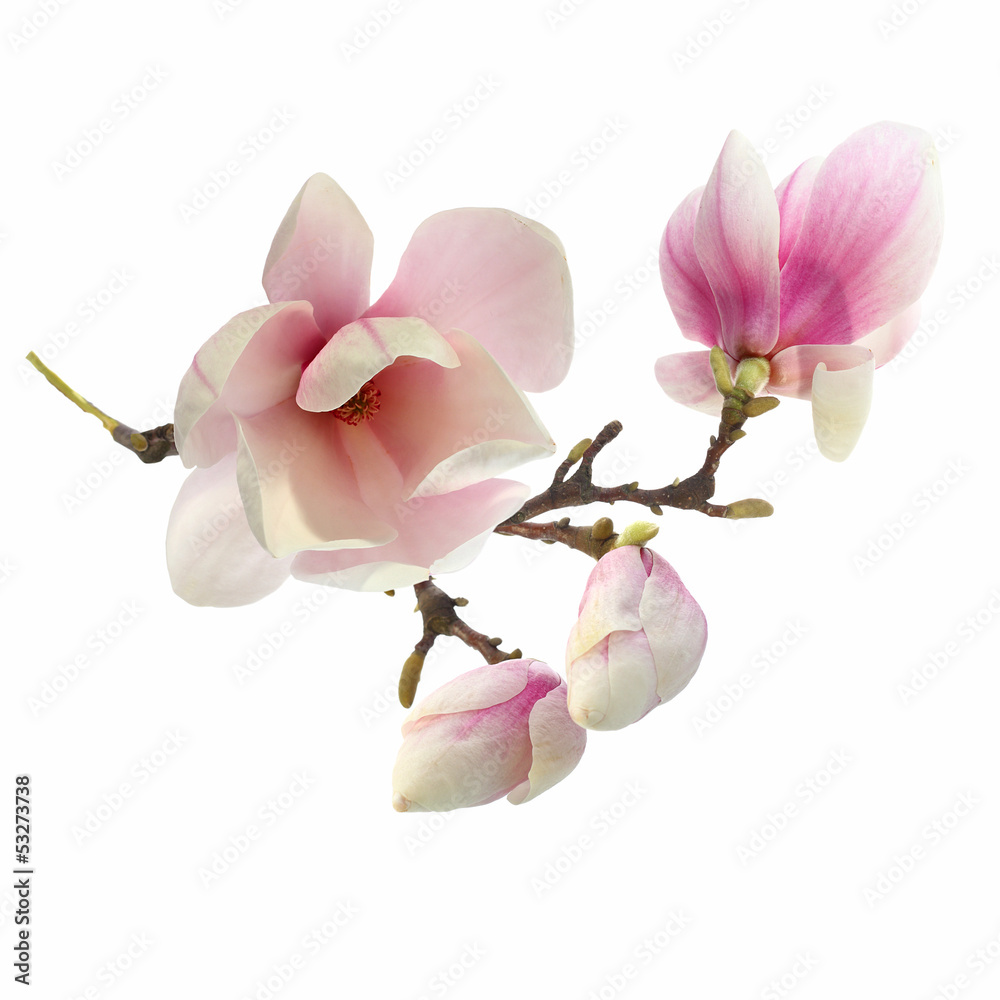 Naklejka premium magnolia tree