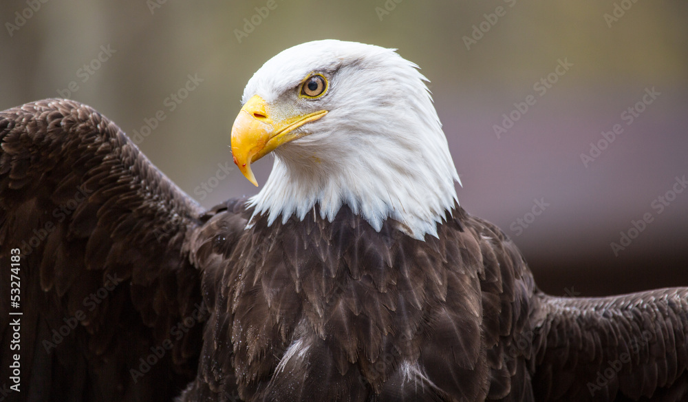 Fototapeta premium Majestic Bald Eagle