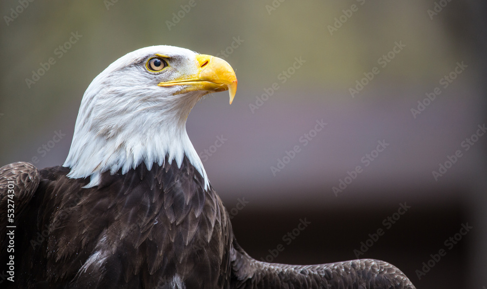 Obraz premium Majestic Bald Eagle