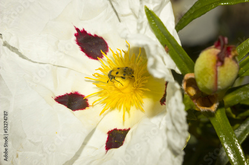 Cistus Ladanifer flower with insect trichodes octopuntatus