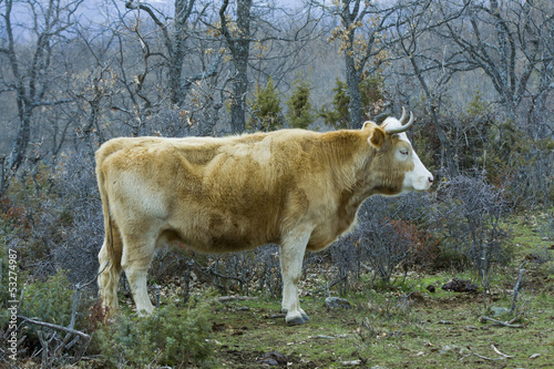 Brown cow in a praire