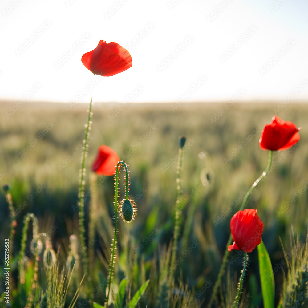 Coquelicot au soleil