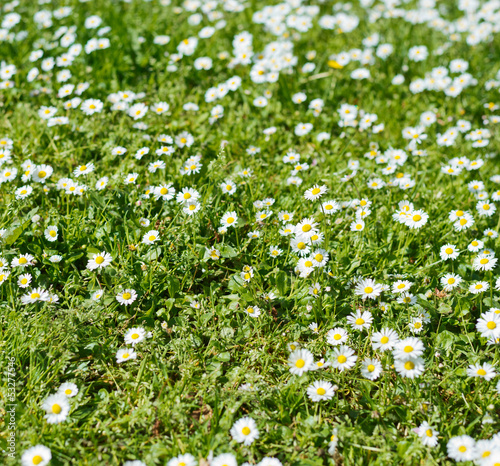 Chamomile in a grass close-up