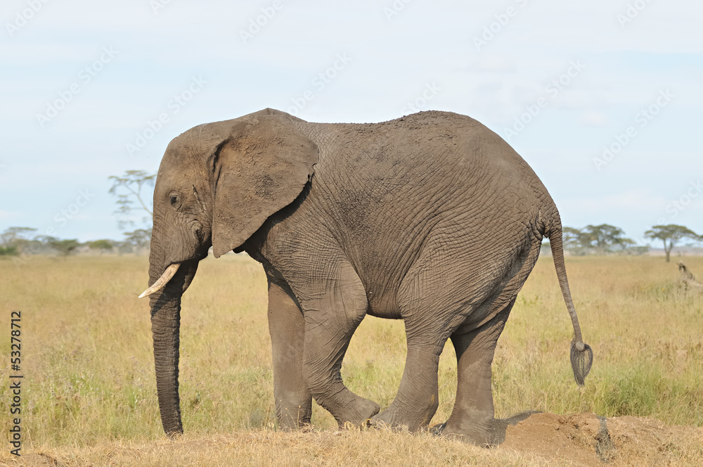 Fototapeta premium Elephant