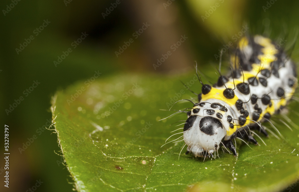 Fototapeta premium Yellow worm with black dots