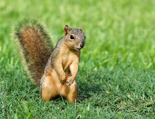 Fototapeta Curious young Eastern Fox squirrel 