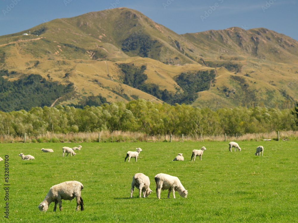 Sheep in New Zealand