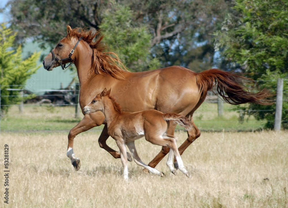 Australian Stock Horses.