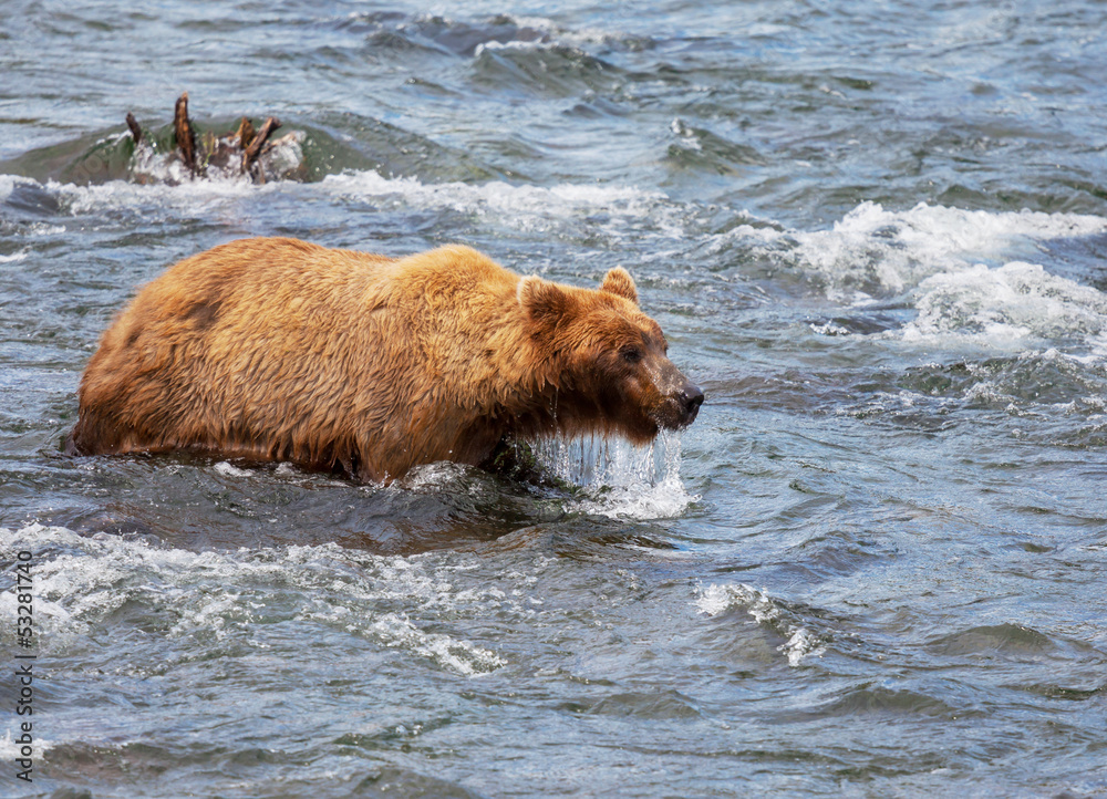 Bear on Alaska Bear on Alaska