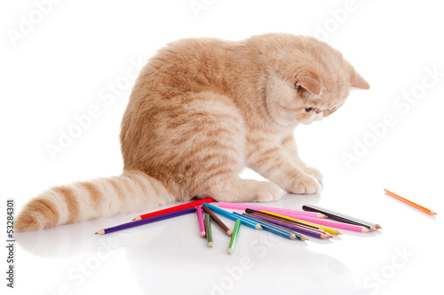 cat with pencils isolated on white background