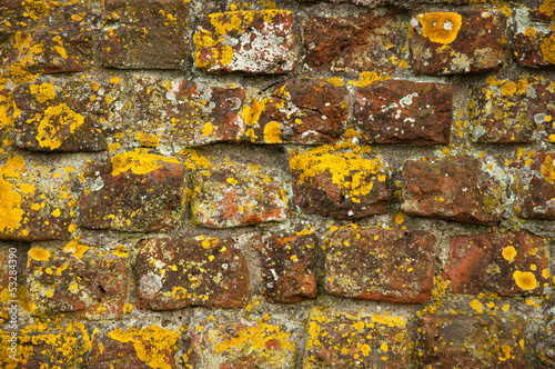Lichens and brick