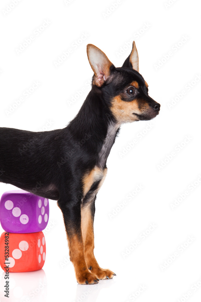 chihuahua and cubes  isolated on white background