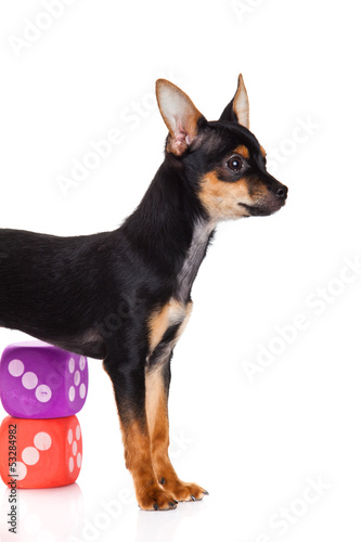 chihuahua and cubes  isolated on white background © nemez210769