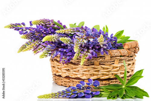 Beautiful lupine bouquet in basket