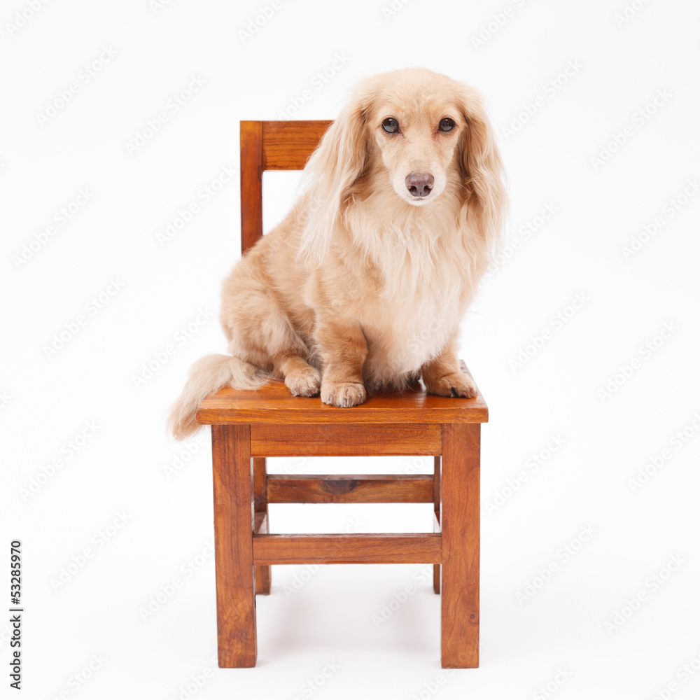 椅子に座る犬 Stock 写真 Adobe Stock 椅子に座る犬 Stock 写真 Adobe Stock