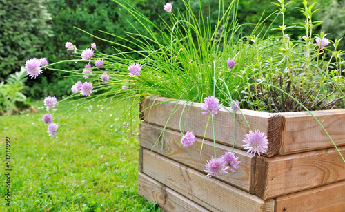 plantes aromatiques dans jardinière photo