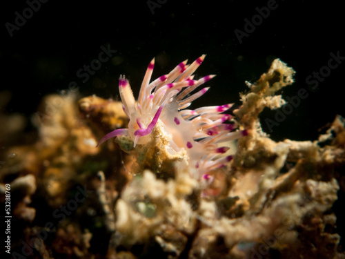 Nudibranch - Flabellina rubrolineata