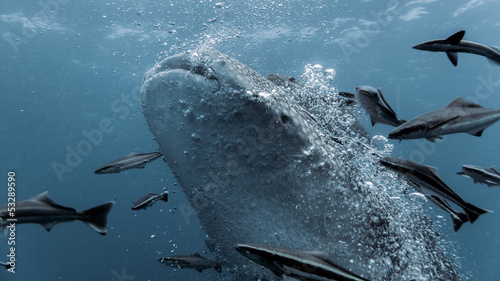 Whale Shark - Rhincodon typus