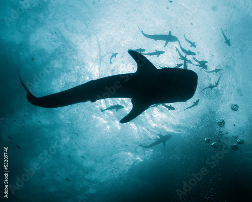 Whale Shark - Rhincodon typus