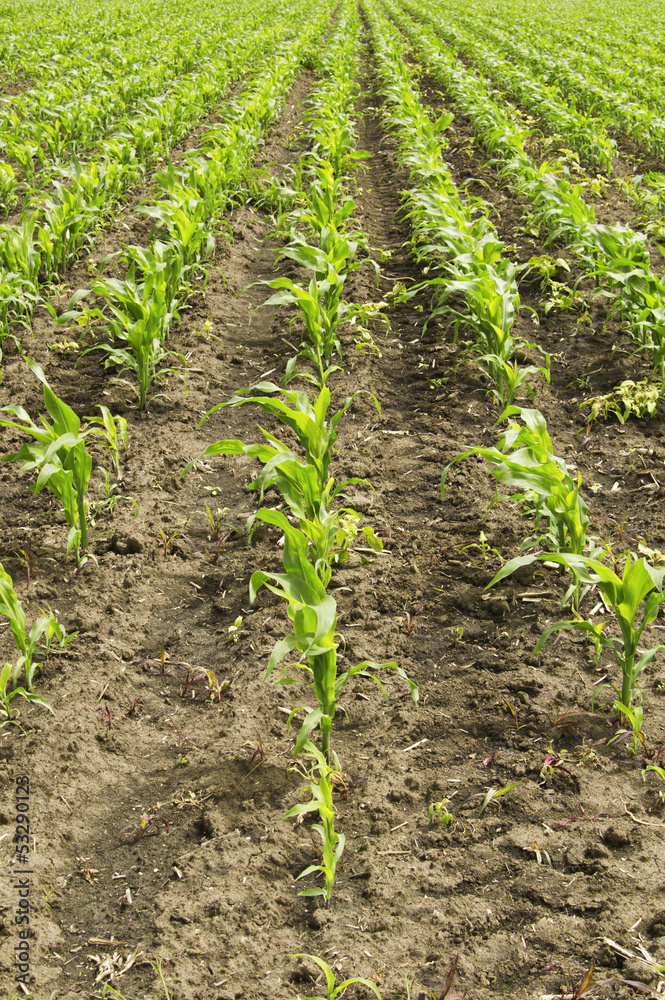 Young corn field