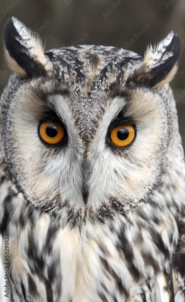 Obraz premium Uszatka, Asio otus