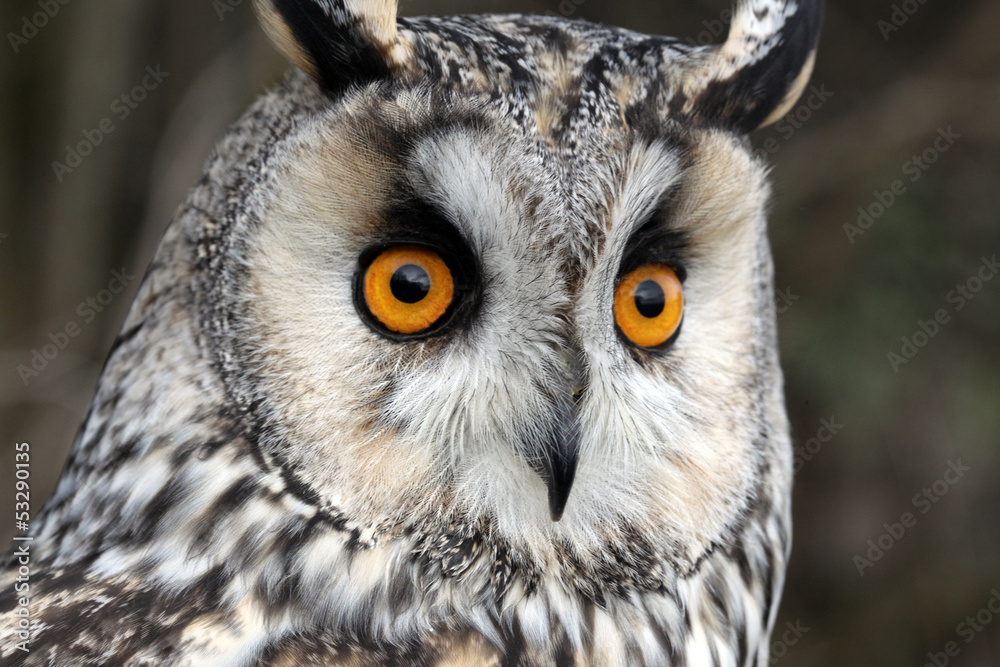 Obraz premium Long-eared owl, Asio otus,
